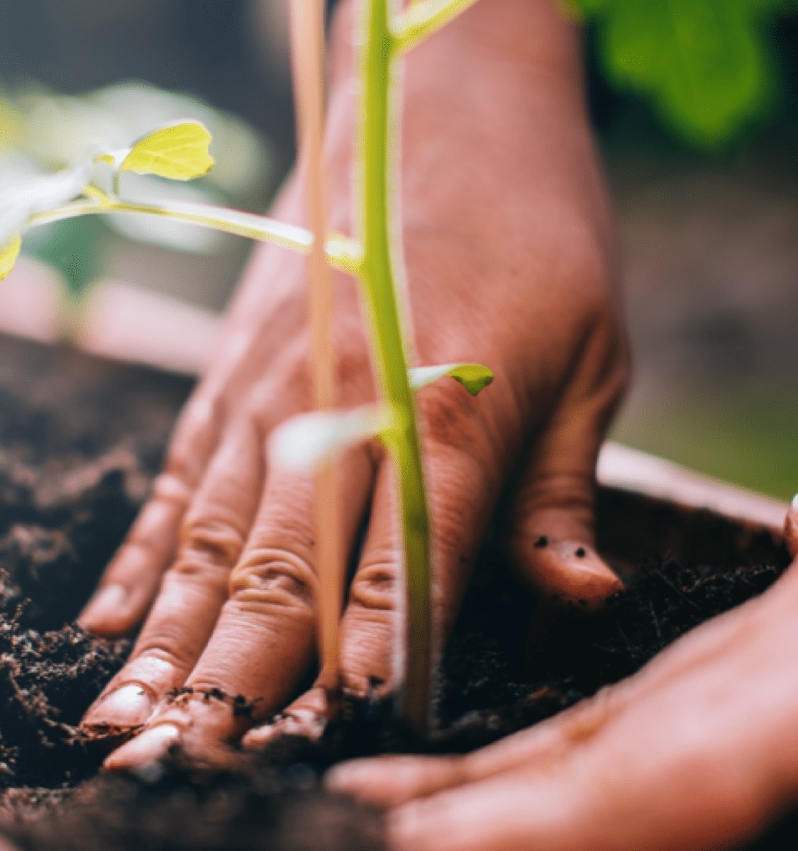 Hands in the ground