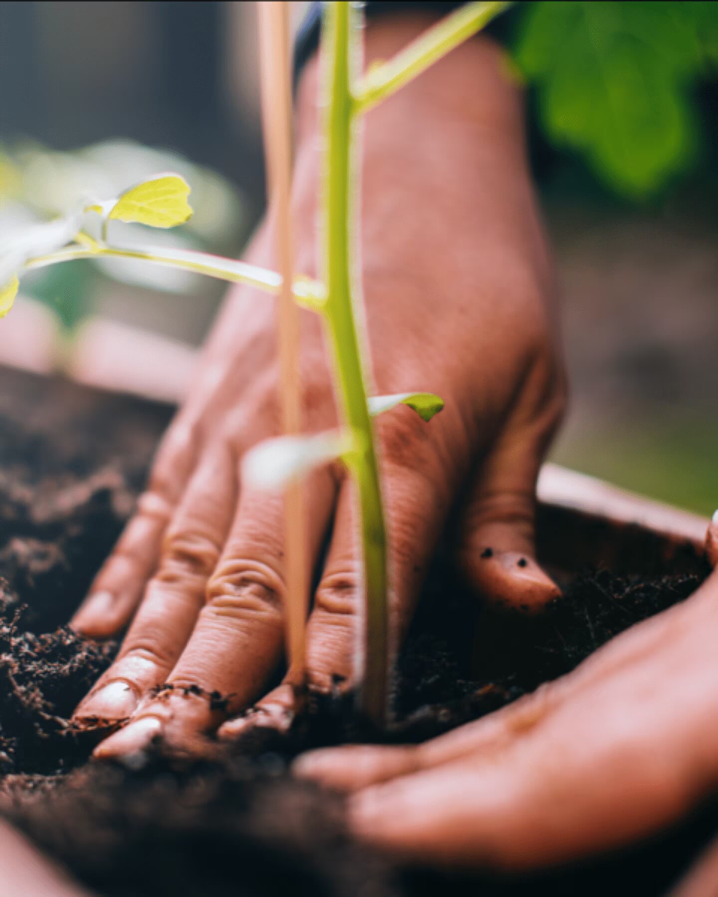 person planting a coffee bean sprout next to a compostable paper-based pod