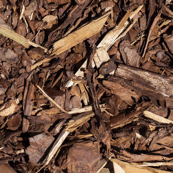 黒土や有機培養土