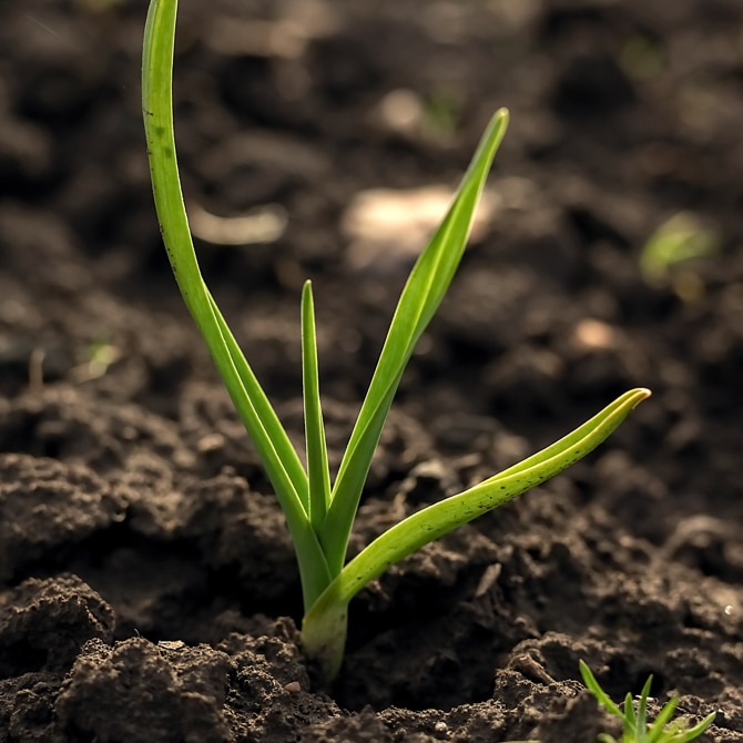 発芽した植物の若い芽